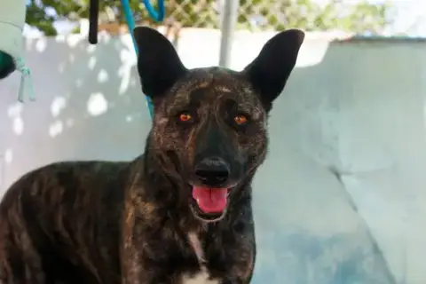 Cleo-Patra-Got Long Term Foster!