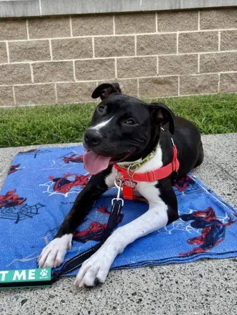 Leia photo 5