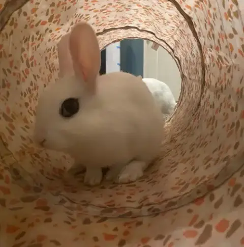 Luna'S Pluto Rabbit photo 3