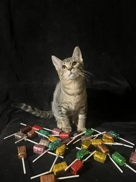 Little Star