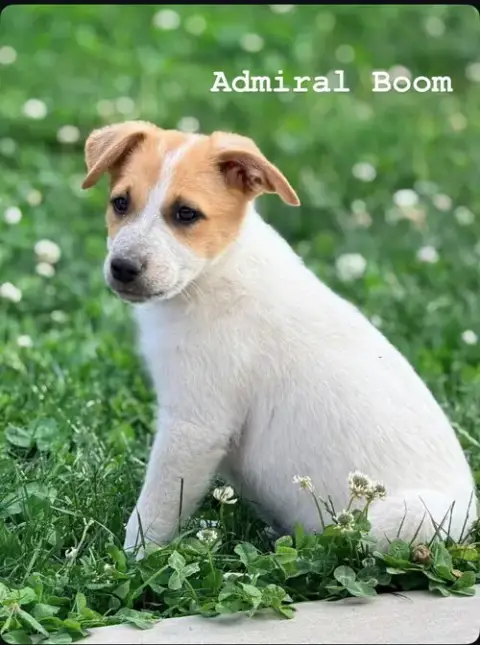Admiral Boom photo 3