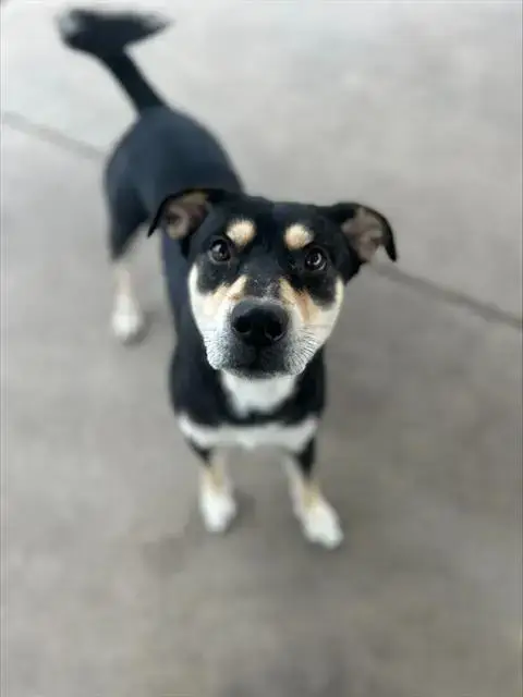 Milo