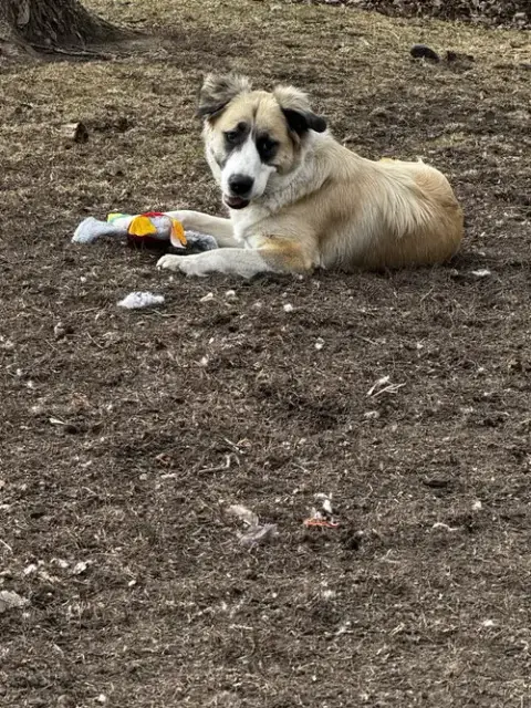 Mya