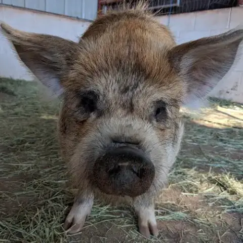 Colin