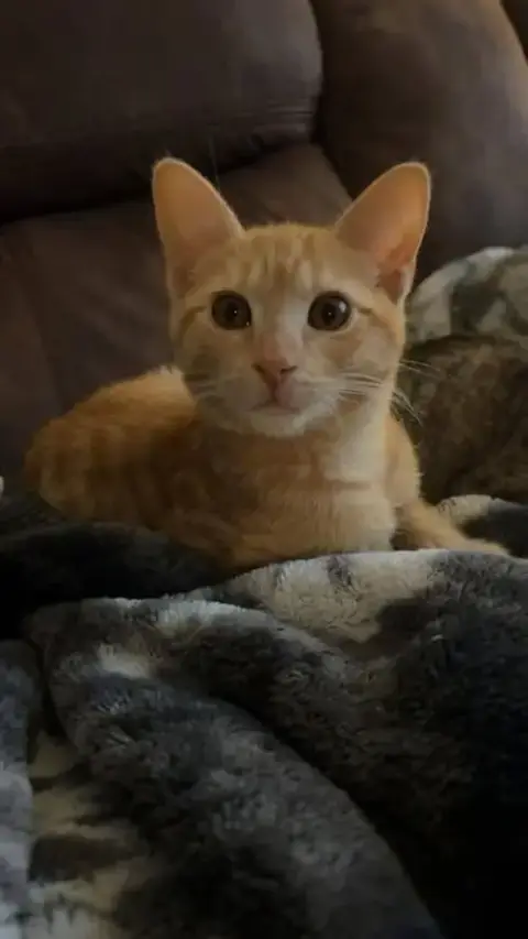 Nacho