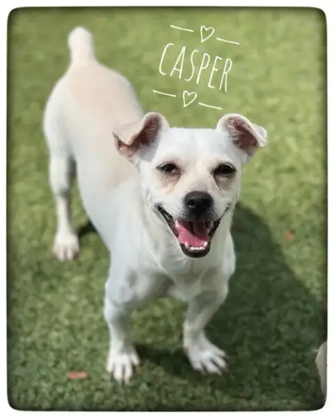 Casper photo 3