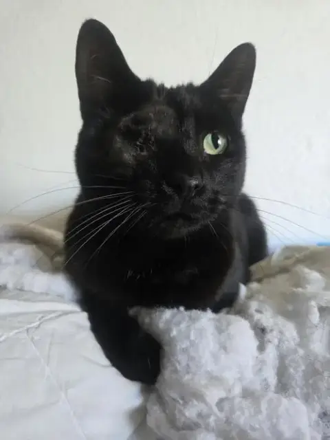 Uno Chan Fluffington photo 2
