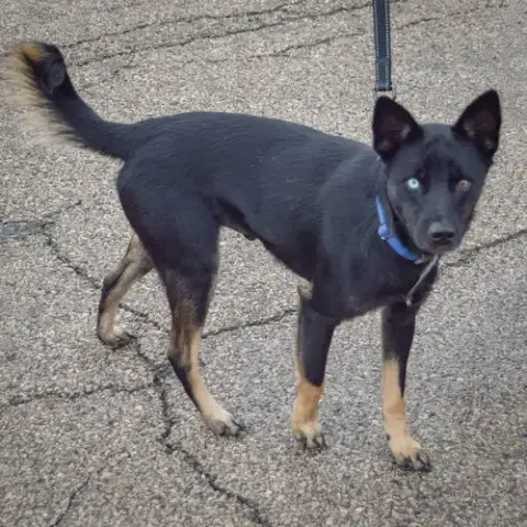 Rex photo 5