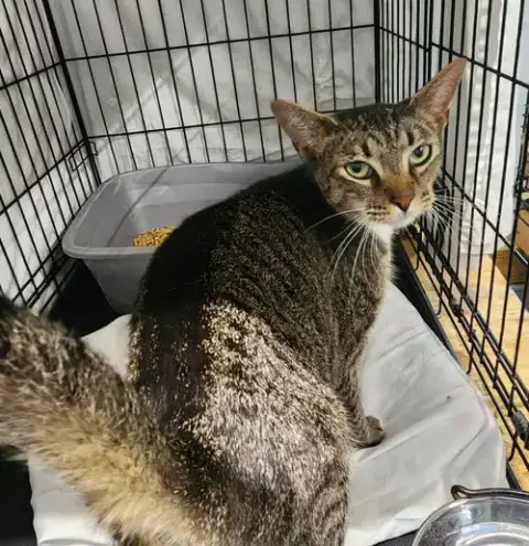 Meow Meow