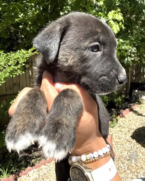 Momma Iris' Litter: Trooper photo 3