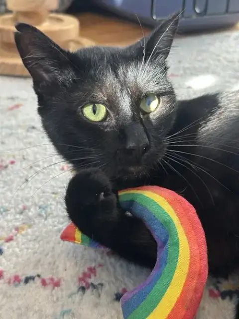Moet’ The Polydactyl photo 3
