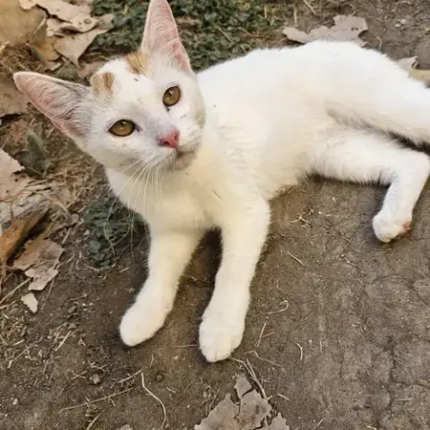 Lechita