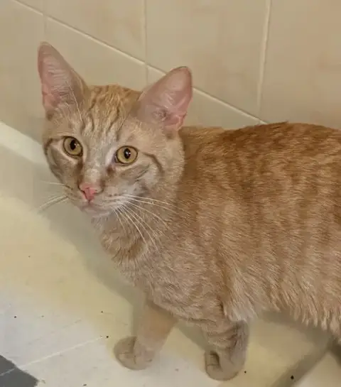 Creme Brûlée & Zesty-Bonded Brothers photo 2
