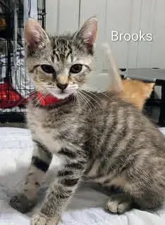 Brooks