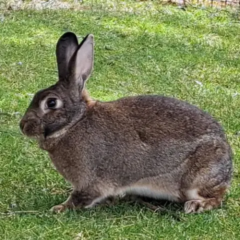 Colonel Carrots photo 5