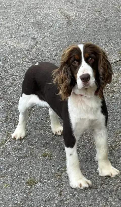 Hank