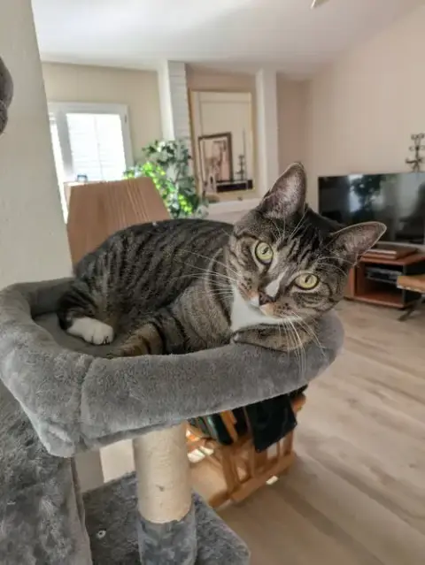 Josie