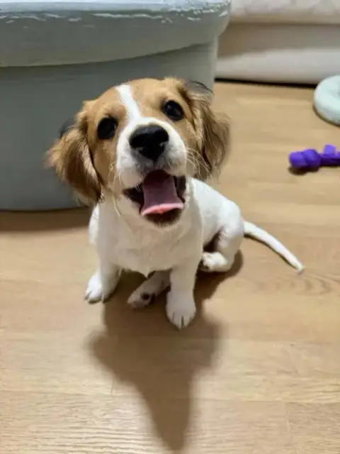Biscuit