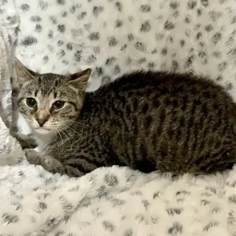 Odin