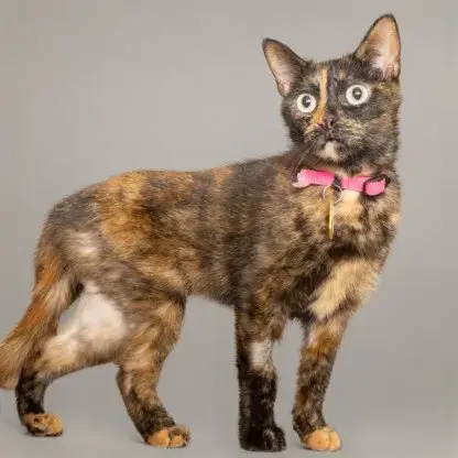 Sheba