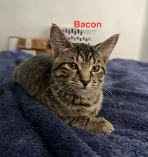 Bacon photo 2