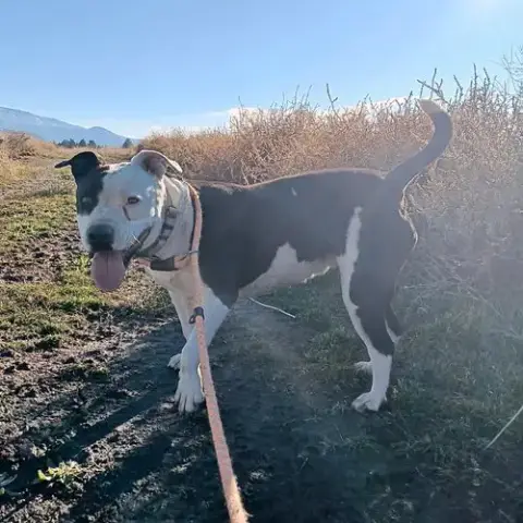 Ramona