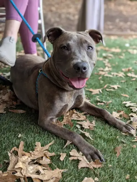 Athena The Pittie