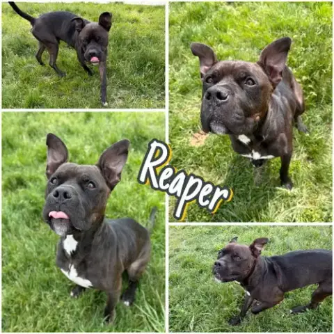 Reaper