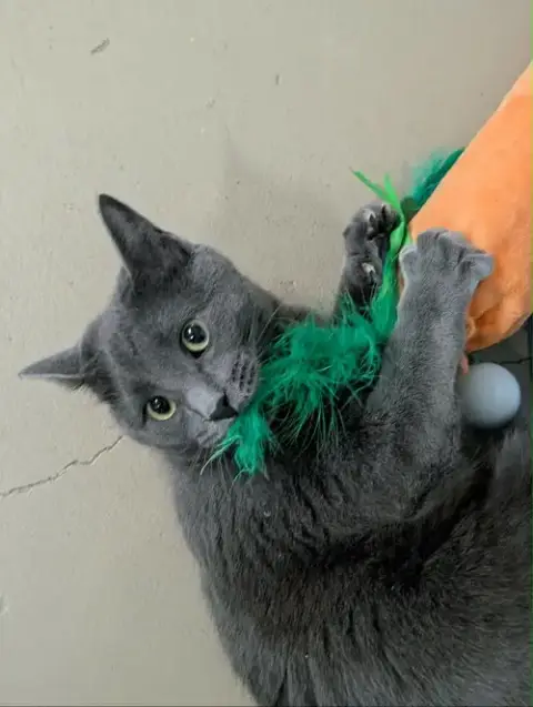 Little Gray And Little Girl photo 3