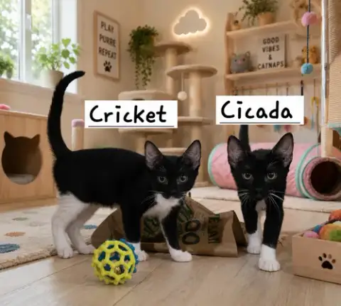 Cricket photo 2
