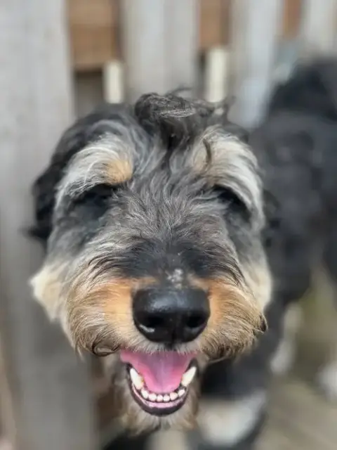 Odin photo 4