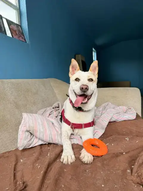 Taffy
