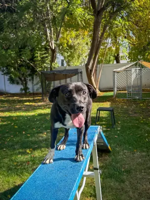 Baxter photo 4