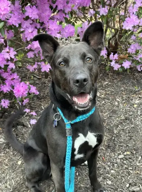 Mavi Needs Foster Too