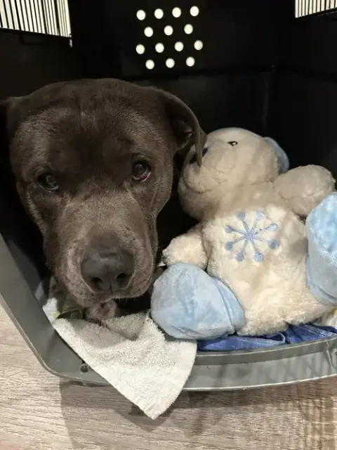 Petey photo 2