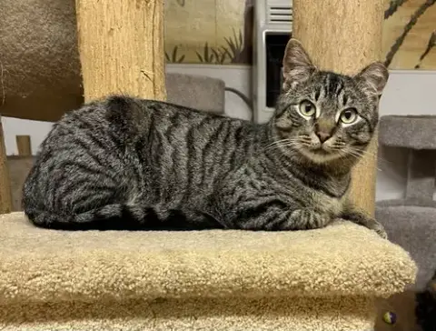 Elvis
