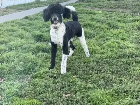 Duke