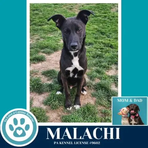 Malachi photo 4