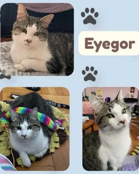 Eyegor