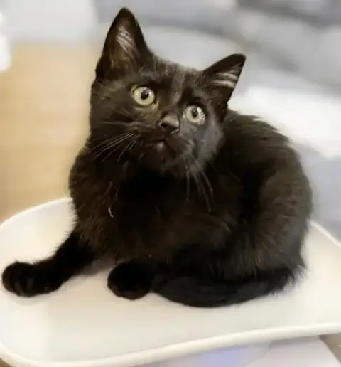 Clove: Not At Shelter photo 2