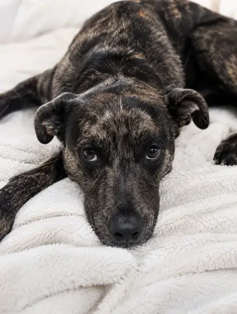 Stella photo 2
