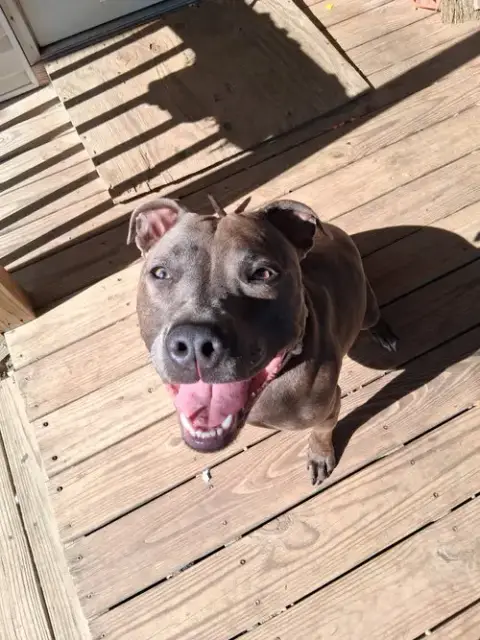 Athena The Pittie photo 5