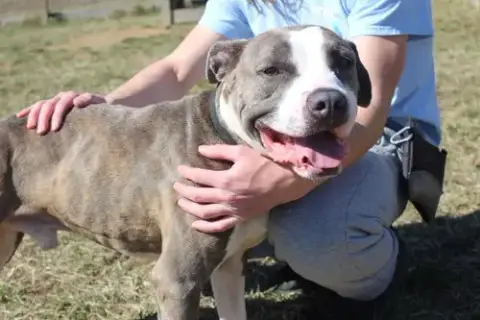 Chubbs photo 3