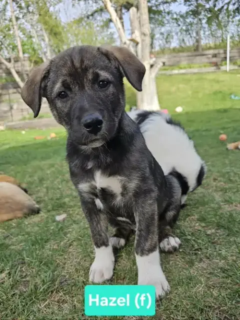Hazel