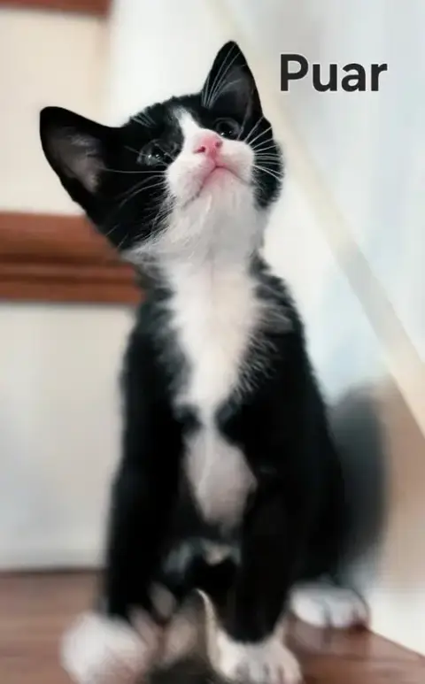 Kitten Puar photo 3