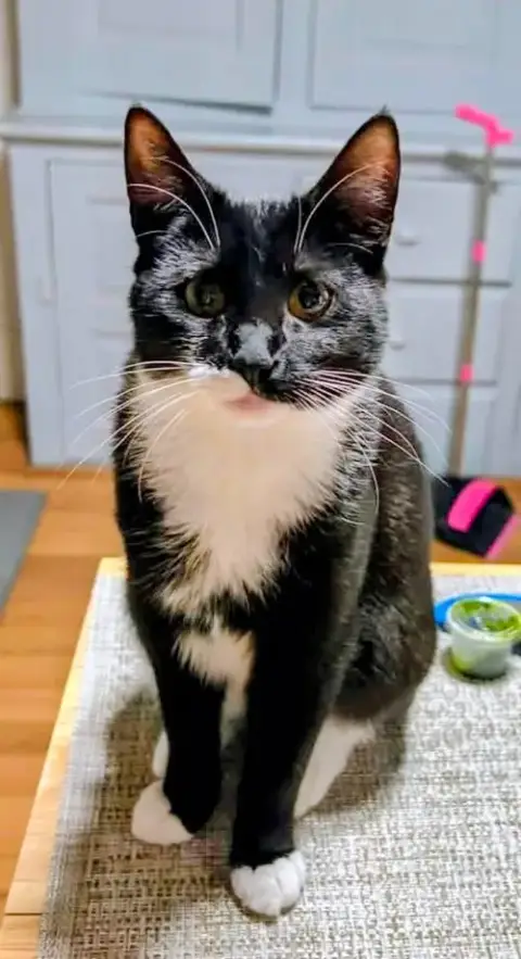 Oreo