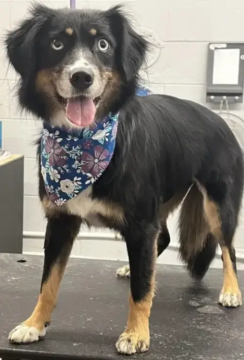 Sybbie: Not At The Shelter