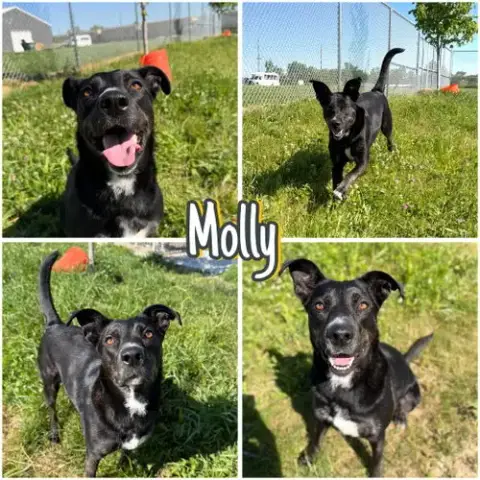 Molly