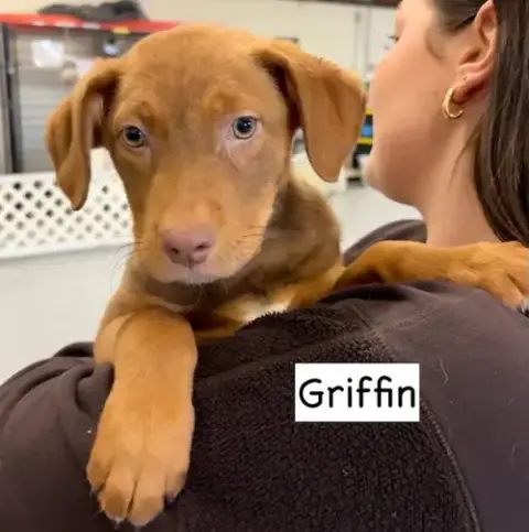 Griffin photo 5