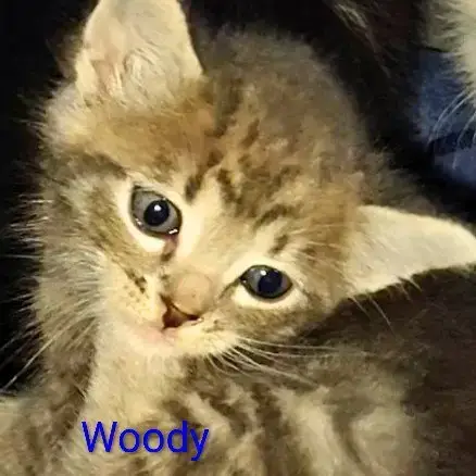 Woody photo 4